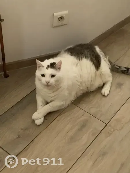 Chat mâle perdu, blanc tigré, Le Crest - photo