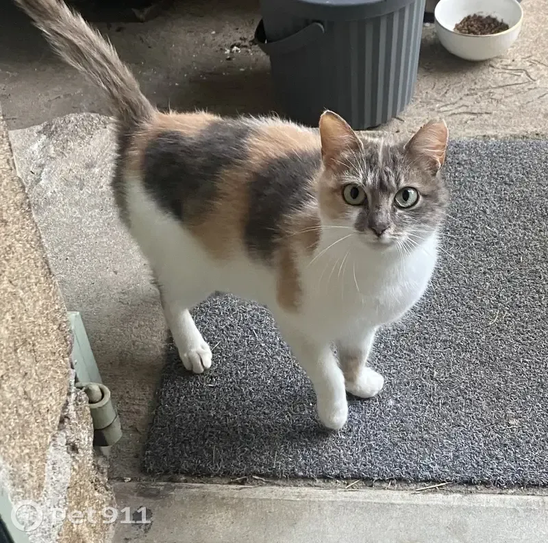 Chat trouvé à Arlebosc, très craintif - photo