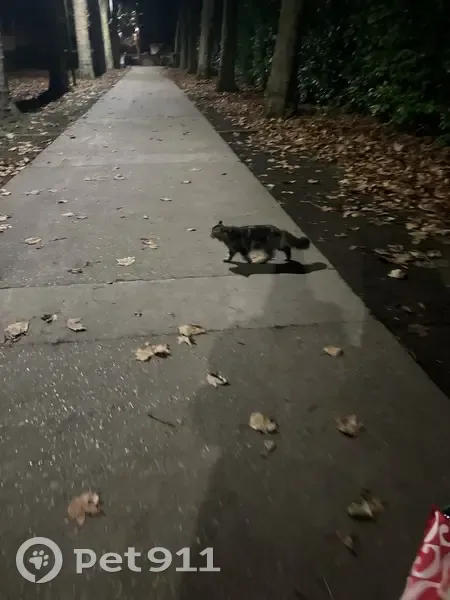 Chat trouvé parc St Pierre, Amiens - photo