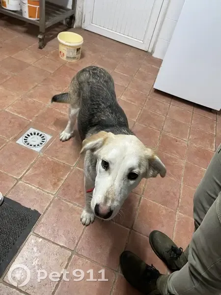 Jeune chienne trouvée à Gambais - photo