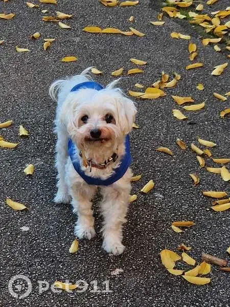 Bichon Marcel perdu, pull bleu, Aubagne - photo