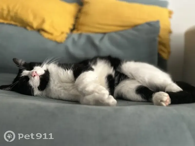 Chat noir et blanc perdu à Paris 13 - photo