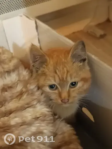 Chat trouvé, Impasse des Berges, Bouliac - photo