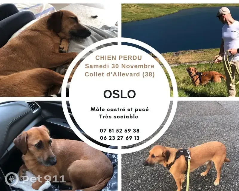 Chien Oslo perdu au Super Collet (38) - photo