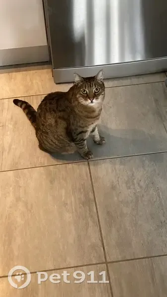Chat tigré disparu à Meylan - photo