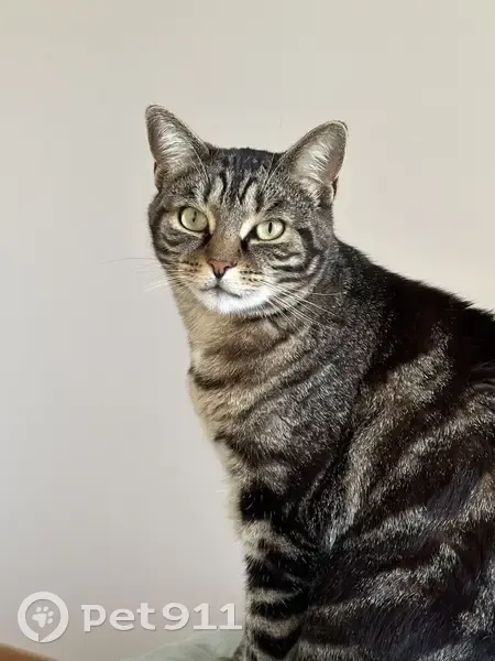 Chat tigré 5 ans disparu à Romagnat - photo