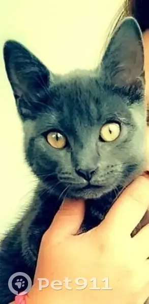 Chartreux 7 mois disparue à Lille - photo