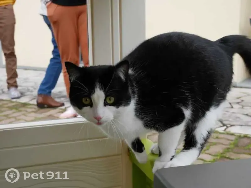 Toby, chatte européenne perdue à La Guerche - photo
