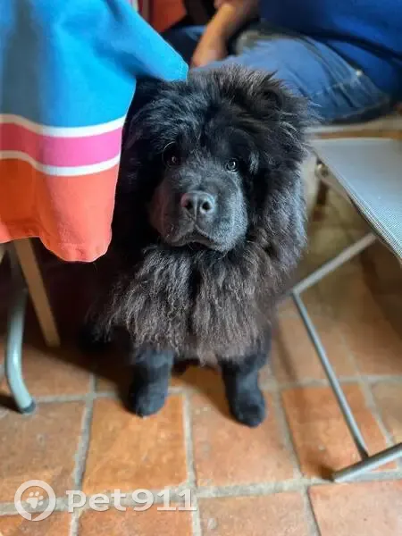 Chow chow noir perdu à Viry - photo