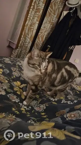 Chat perdu : Tigrou, gris tigré, 4 ans, Paris - photo