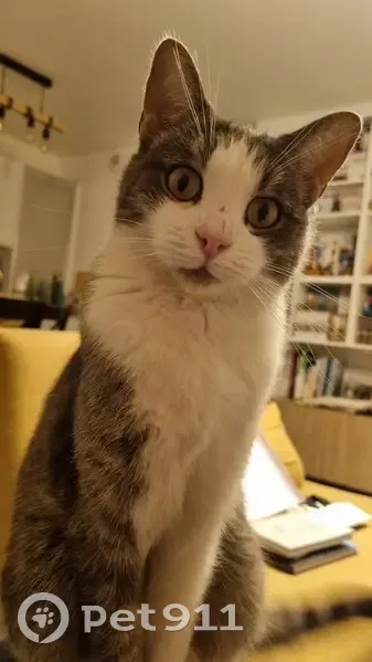 Chatte blanche et grise perdue à Chelles - photo