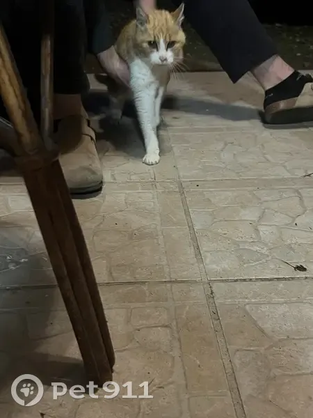 Chatte rousse apprivoisée retrouvée à Meilhan - photo