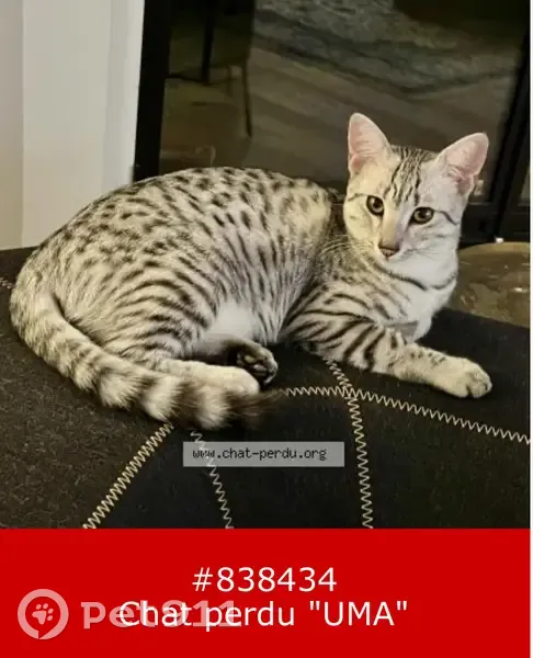 Chatte Mau Égyptien perdue à Neuilly - photo