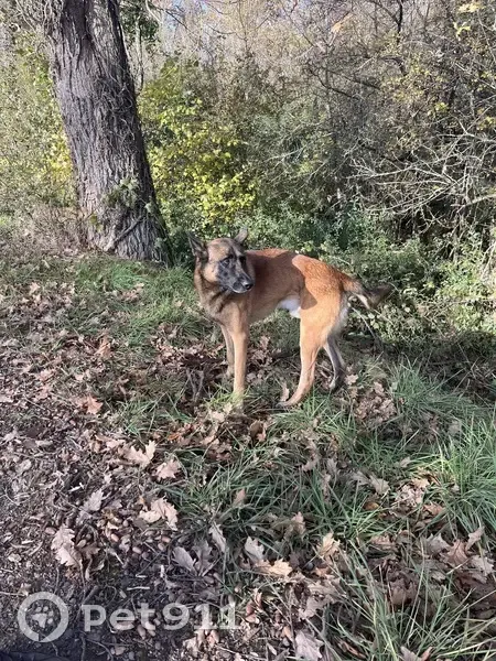 Malinois joueur trouvé boitant à Lacourt - photo