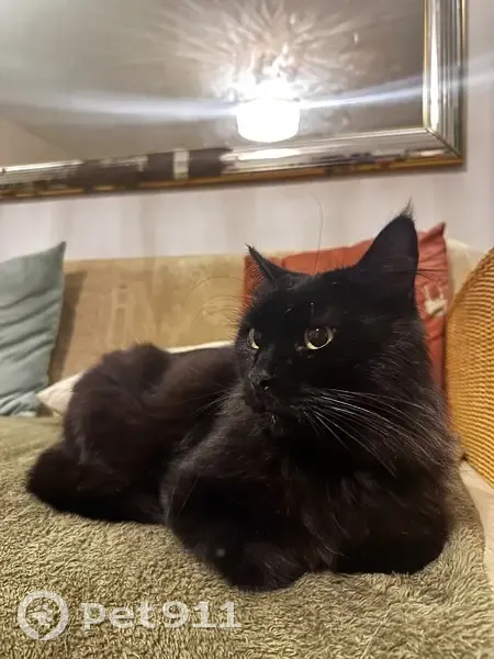 Chat noir trouvé, poils mi-longs, Rue Dragon - photo