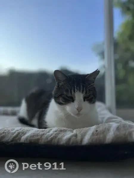 Chat perdu à Germigny depuis le 12/11/24 - photo
