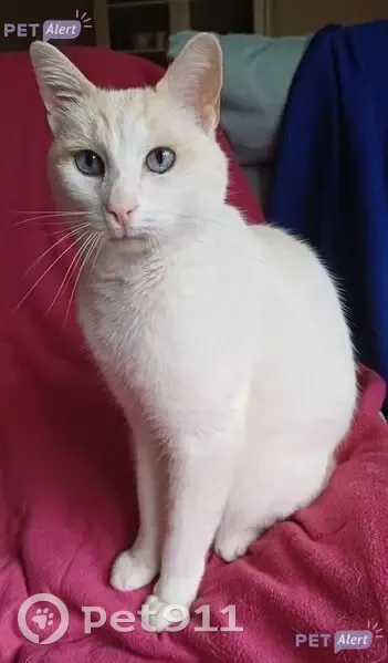 Chat blanc mâle perdu à Bayeux - photo