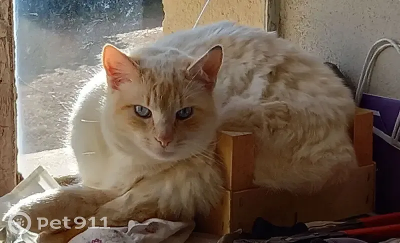 Chat mâle blanc/roux perdu à Saint-Christophe - photo