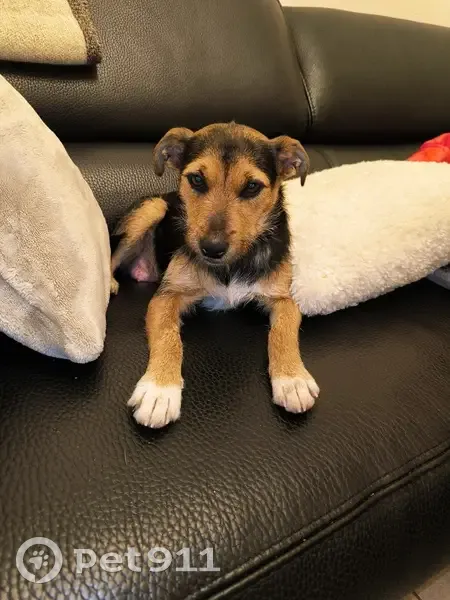Chienne ratier marron recueillie en détresse - photo
