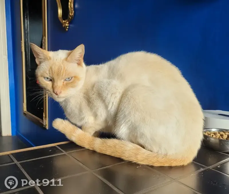 Chat siamois trouvé à Gouy-Servins - photo