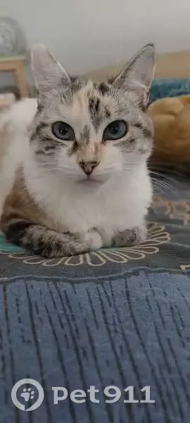 Chatte perdue, craintive à Heugas - photo