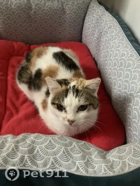 Chat tricolore trouvé à Arnay-le-Duc - photo