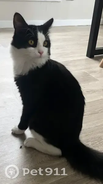 Chat mâle noir et blanc perdu à Hem - photo