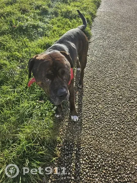 Vieux chien calme trouvé à Rueil-Malmaison - photo
