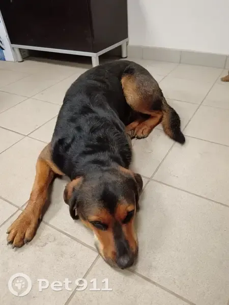 Chienne beauceron trouvée à Beauvoir-de-Marc - photo