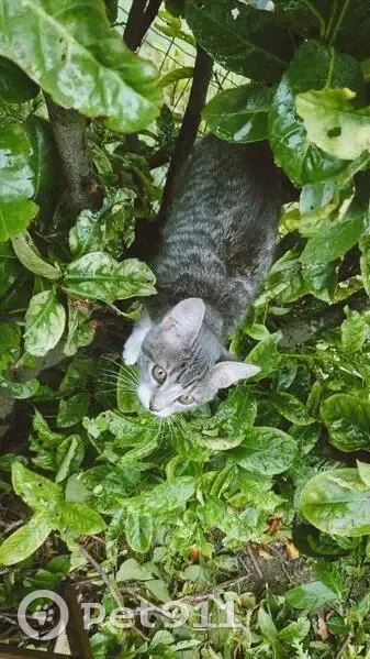 Chatte grise tigrée disparue à Avignon - photo