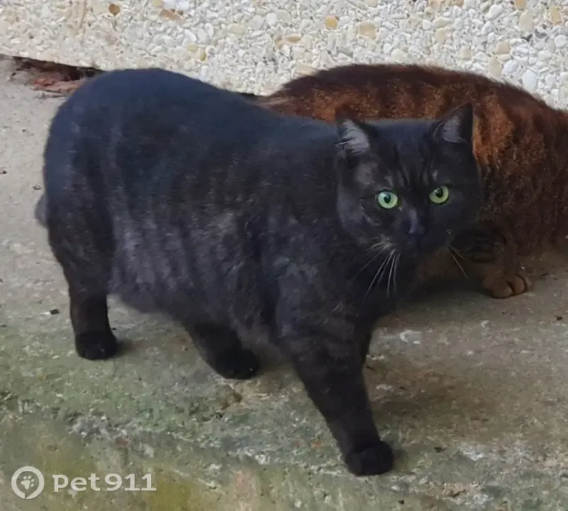 Chatte noire aux yeux verts perdue à Paris 16 - photo