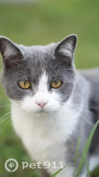 Chat européen gris/blanc perdu à Sevran - photo