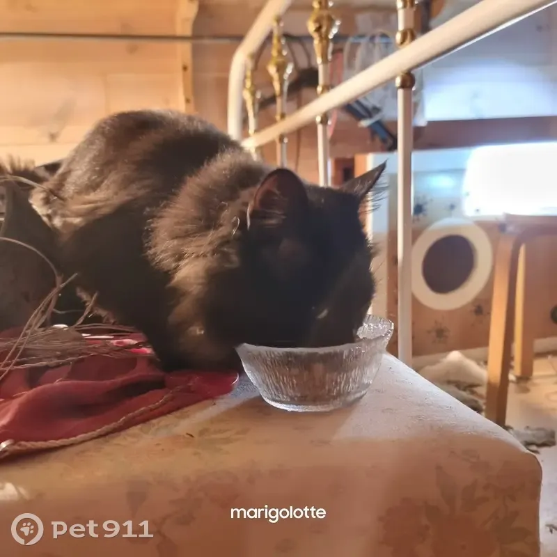 Chat noir trouvé, non identifié, Écharcon - photo