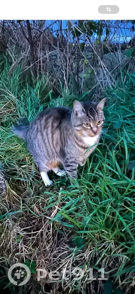 Chat trouvé Rue Louis Osteng, Courtry - photo