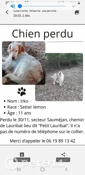 Setter lemon perdu lors d'une chasse à Sauméjan - photo