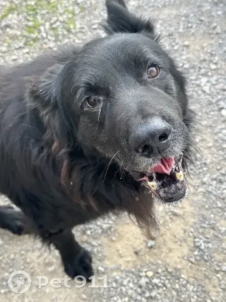 Chien mâle trouvé à Thézan-lès-Béziers - photo