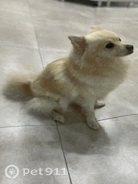 Chien Spitz disparu au Cannet - photo