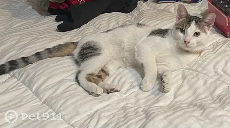 Chat blanc tacheté disparu à Montréal - photo