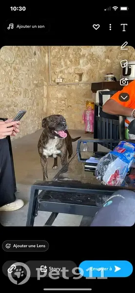 Staffordshire Terrier perdu à Verteuil - photo