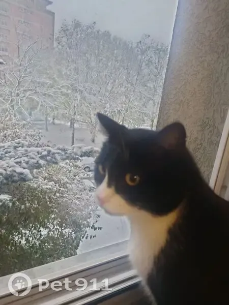 Chat perdu à Châtenay-Malabry - photo