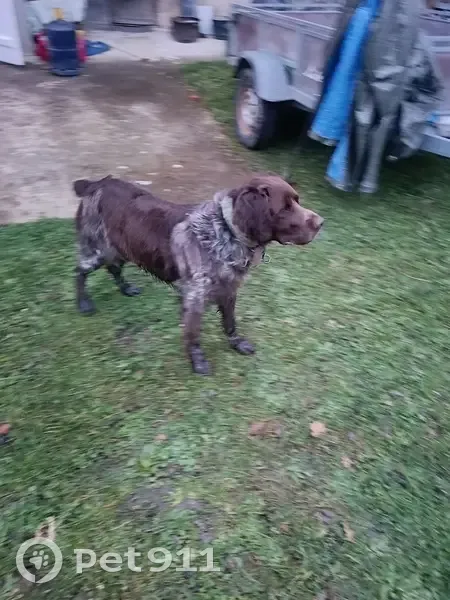 Setter marron/blanc trouvé à Bordères-sur-l'Échez - photo