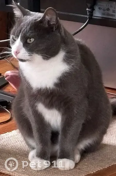 Chat européen gris/blanc perdu à Assat - photo