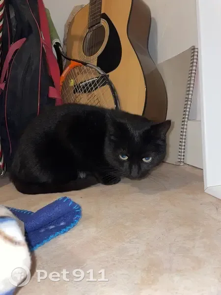 Chat noir et blanc trouvé à Évron - photo