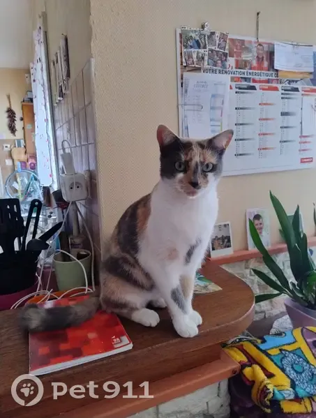Chatte Nala disparue, 2 ans, Tours - photo