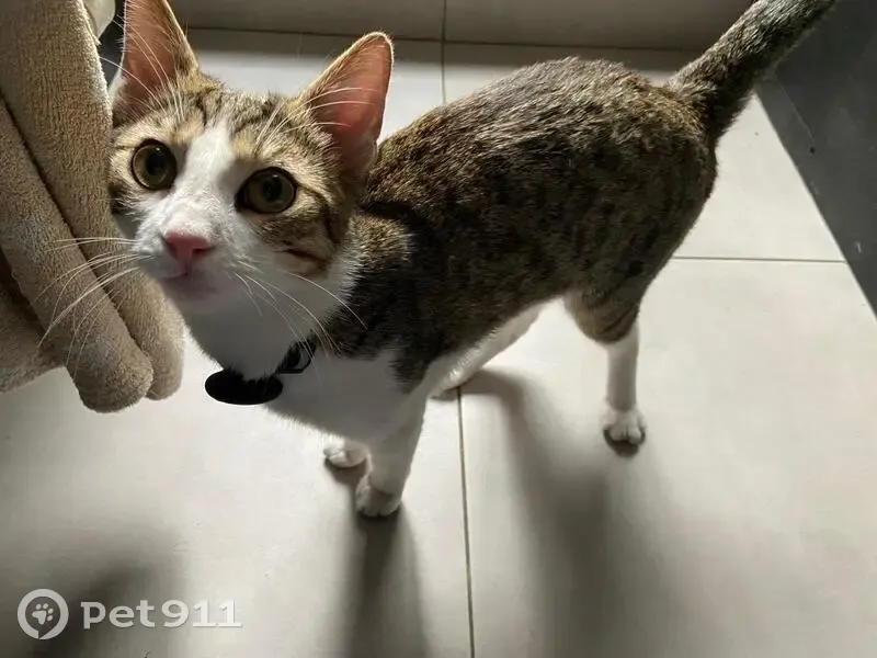 Chat trouvé avec AirTag, Toulon - photo
