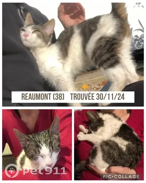 Chatte trouvée, blanche et tigrée, Réaumont - photo