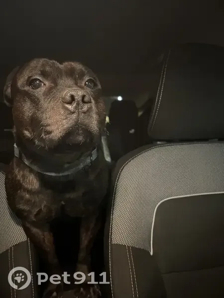 Staffie noir mâle trouvé à Carpentras - photo