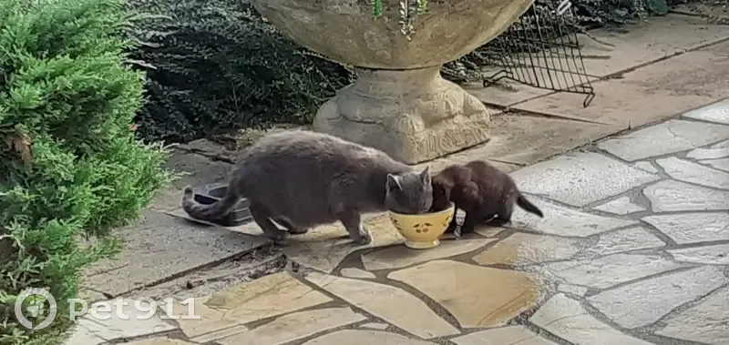 Chatte sauvage cachée à Labruguière - photo