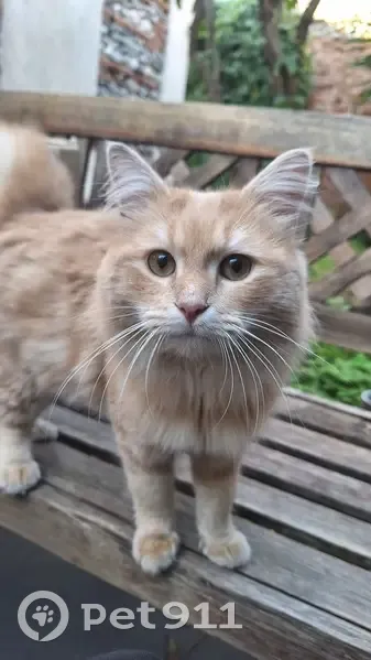 Jeune chat roux trouvé à Toulouse - photo