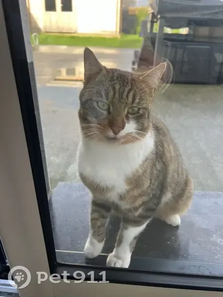 Chat errant à Wanquetin, aide recherchée - photo